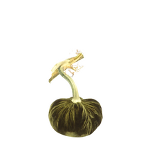 Load image into Gallery viewer, Velvet Pumpkin 5&quot;-Becket Hitch
