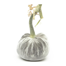 Load image into Gallery viewer, Velvet Pumpkin 10&quot;-Becket Hitch
