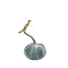 Load image into Gallery viewer, Velvet Pumpkin 5&quot;-Becket Hitch
