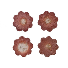 Load image into Gallery viewer, Bloomin' Coasters - Becket Hitch
