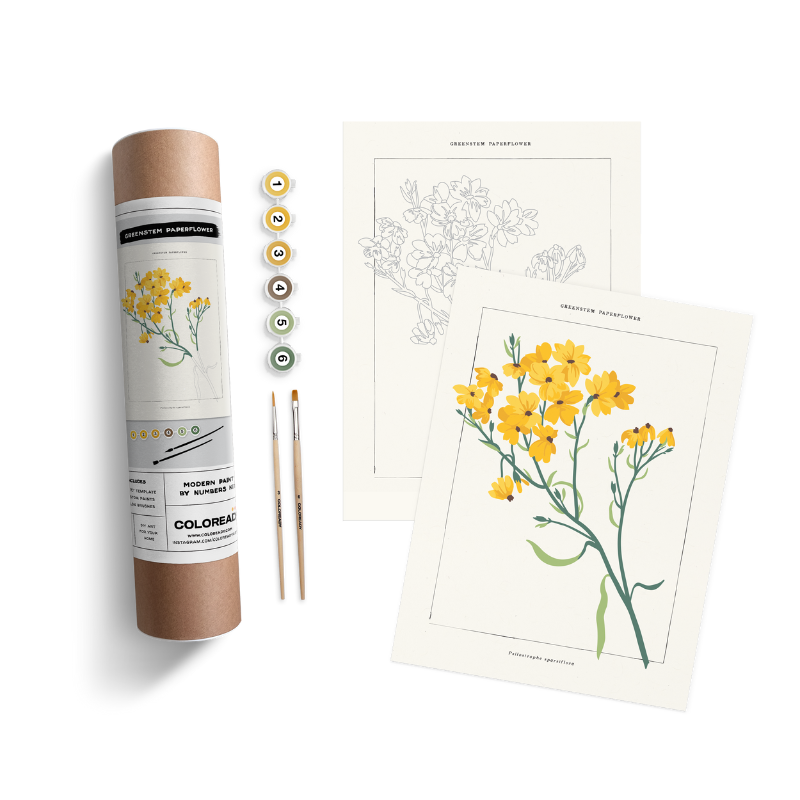 Greenstem Paperflower Kit - Becket Hitch