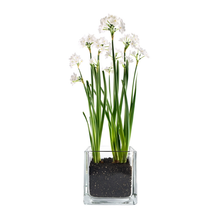Load image into Gallery viewer, Paperwhites Winter Garden - Becket Hitch
