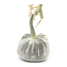 Load image into Gallery viewer, Velvet Pumpkin 10"-Becket Hitch

