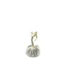 Load image into Gallery viewer, Velvet Pumpkin 3"-Becket Hitch

