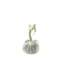Load image into Gallery viewer, Velvet Pumpkin 4"-Becket Hitch

