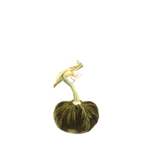 Load image into Gallery viewer, Velvet Pumpkin 4"-Becket Hitch
