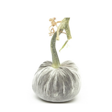 Load image into Gallery viewer, Velvet Pumpkin 8"-Becket Hitch
