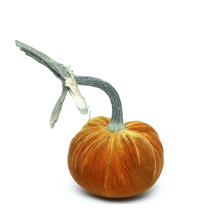 Load image into Gallery viewer, Velvet Pumpkin 8"-Becket Hitch

