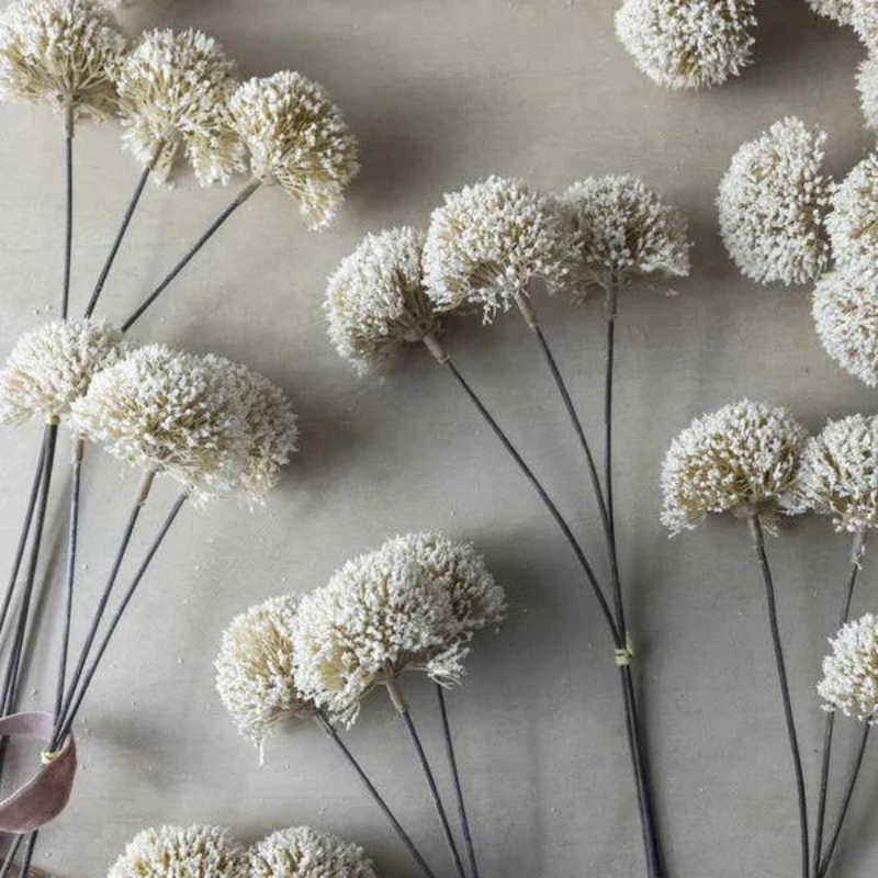 Allium Cream Bunch Becket Hitch