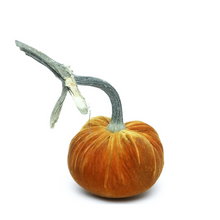 Load image into Gallery viewer, Velvet Pumpkin 8&quot;-Becket Hitch
