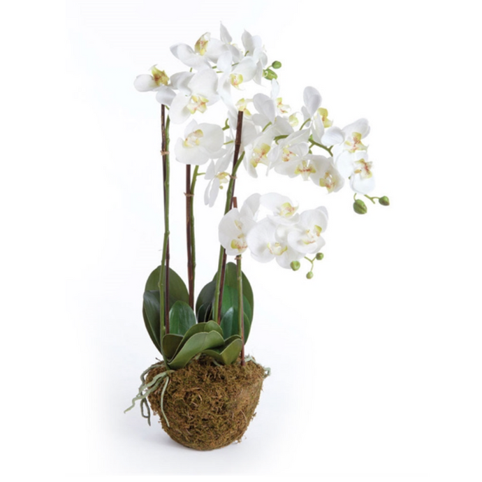 Phalaenopsis Orchid Drop-In 30