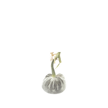 Load image into Gallery viewer, Velvet Pumpkin 3&quot;-Becket Hitch
