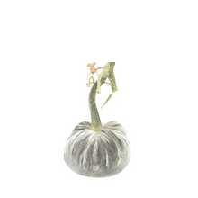 Load image into Gallery viewer, Velvet Pumpkin 5&quot;-Becket Hitch
